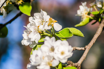 Flowering white flowers of pear tree in the morning 