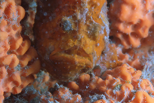 Frogfisch