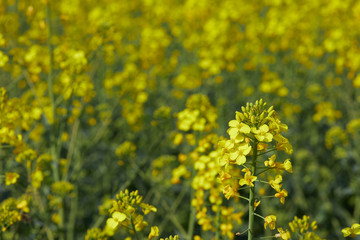 Es blüht der Raps