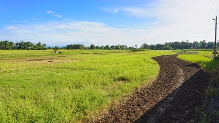 green rice fields and blue sky
