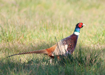 The common pheasant (Phasianus colchicus)
