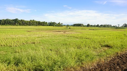 Fototapeta premium green rice fields and blue sky