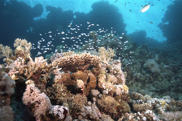 Korallenriff