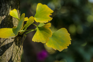 Tropical yellow fern grows on forest tree trunk getting light reflection from the sun
