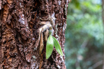 Young green orchid grows on a tropical big forest tree which bark has rough surface 