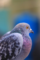 Close up head shot of beautiful pigeon bird, Pigeon close up on blue background