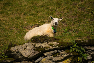 Fototapeta premium sheep in the meadow