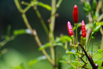 Group of chilies stand fresh on its branches. Organic chili farm with red and young green fruits