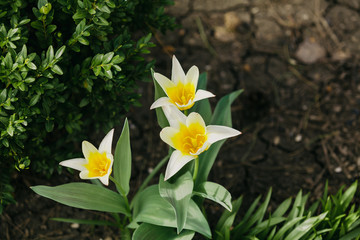 Beautiful white tulips growing in garden