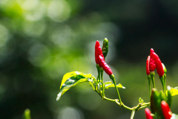 Group of chilies stand fresh on its branches. Organic chili farm with red and young green fruits