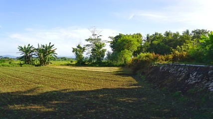 green rice fields and blue sky