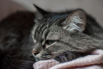 a striped cat lies and sleeps on a stack of clothes strike eye paw claws