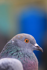 Close up head shot of beautiful pigeon bird, Pigeon close up on blue background