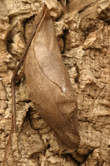 Atlasfalter (Attacus atlas)