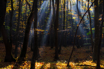 Ray lights through leafless forest. Autumn forest background