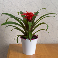 A white pot with a houseplant stands on a brown wooden shelf. Fresh flowers, home interior decoration. Close-up. Floristics. Green plant