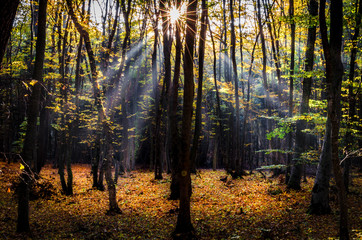 Ray lights through leafless forest. Autumn forest background