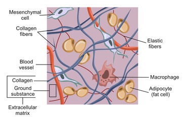 Connective tissue and the extracellular matrix - obrazy, fototapety, plakaty