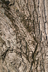 Baumrinde