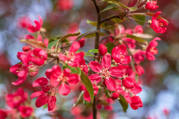 Fototapeta na wymiar Red crab apple flowers on an apple tree close up in spirng