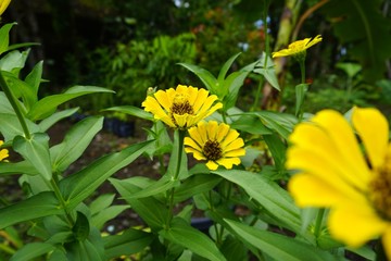 Beautiful yellow flowers in the garden. zinnia flowers in yellow.
