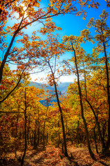 Autumn forest background. Sunset autumn in the mountain forest