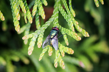 Portrait Nahaufnahme einer Fliege auf einer Pflanze