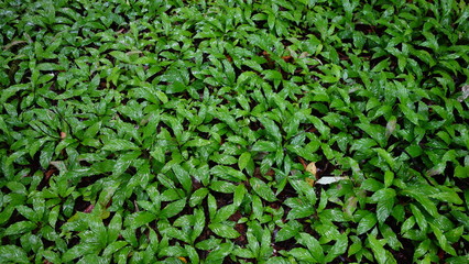 Amazonas Regenwald, Dschungel 