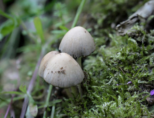 eine Nahaufnahme von einem Pilz im Herbst im Wald