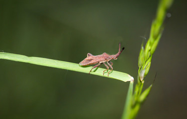 eine Wanze krabbelt über einem Grashalm