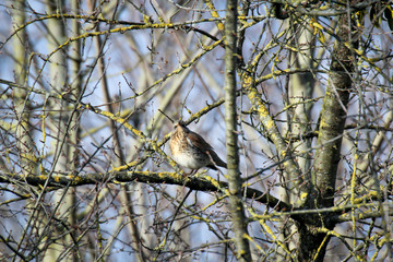 ein Singvogel im Geäst eines Baumes im Frühjahr