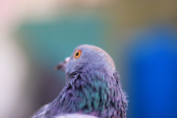 Close up head shot of beautiful pigeon bird, Pigeon close up on blue background