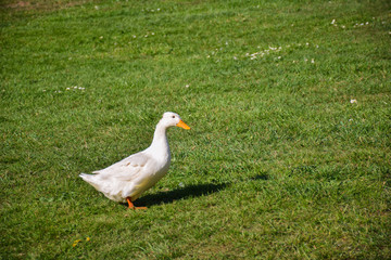 The white duck stands on the green grass field on sunny day in Tasmania, Australia