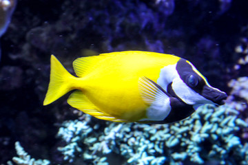 Fototapeta na wymiar Meeres Fische im Riff, Fische in ihrer natürlichen Umgebung