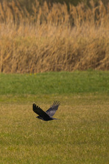 Crow
