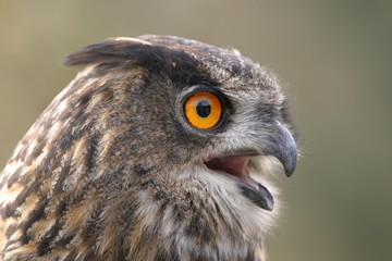 Uhu