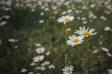 Chamomile field flowers nature scene with blooming chamomilles