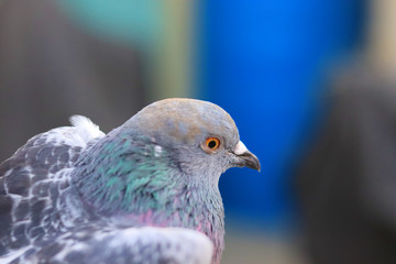 Close up head shot of beautiful pigeon bird, Pigeon close up on blue background