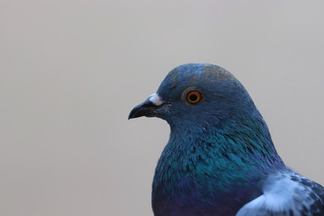 Close up head shot of beautiful pigeon bird, Pigeon close up on blue background