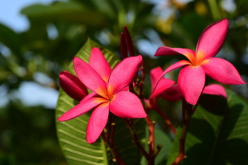 pink frangipani flower