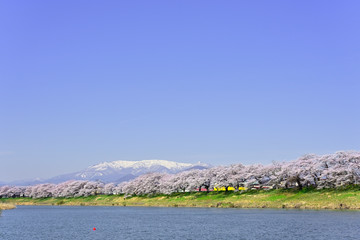 桜と蔵王
