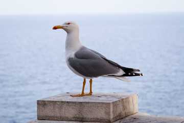 Portrait einer einsamen Möwe auf einer Wand