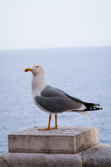 Portrait einer einsamen Möwe auf einer Wand