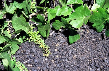 Wein auf LavaDer Cha-Wein auf der Insel Fogo gedeiht durch die Fruchtbarkeit der Lava und die...