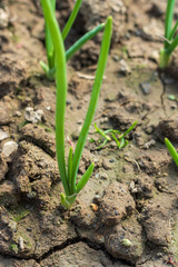 Fresh  young green onions in a greenhouse. Home Organic Vegetable Production Concept. Fresh salad ingredients. Agriculture
