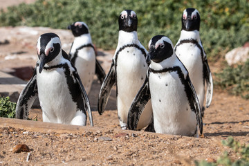 Pinguinkolonie am Stony Point in Betty's Bay in Südafrika © Boris