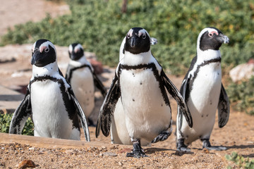 Pinguine in Betty's Bay in Südafrika