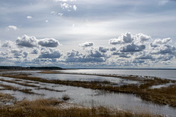 Obraz premium flooded lake shore, overgrown with last year's reeds and bushes, bird migration, beautiful cumulus clouds