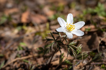 close up view of  blooming wood anemone in natural environment. 