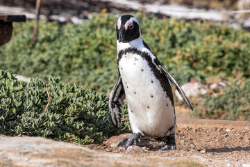 Naklejka premium Pinguin in Betty's Bay in Südafrika